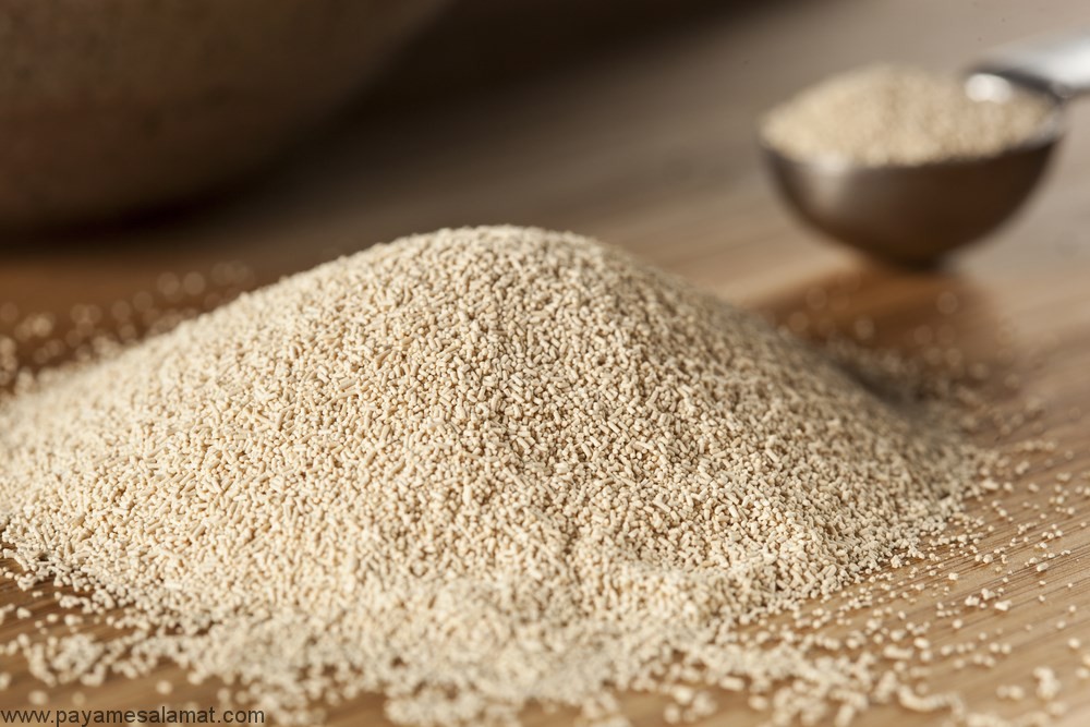 مخمر تغذیه